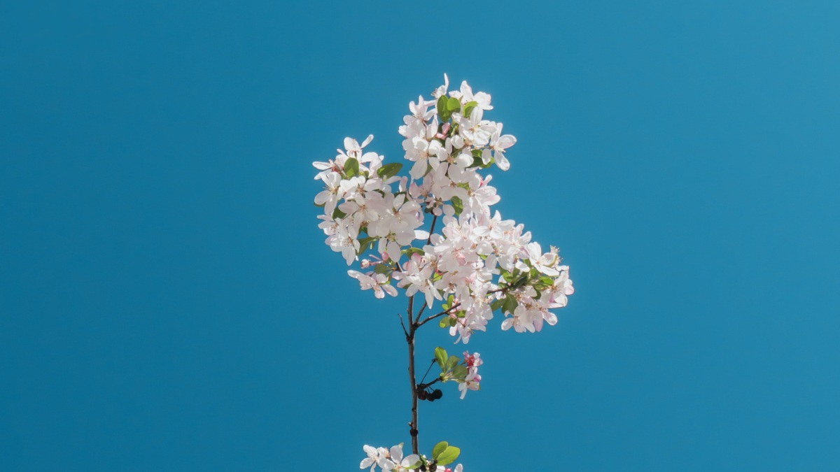 Lớp học trực tuyến-0